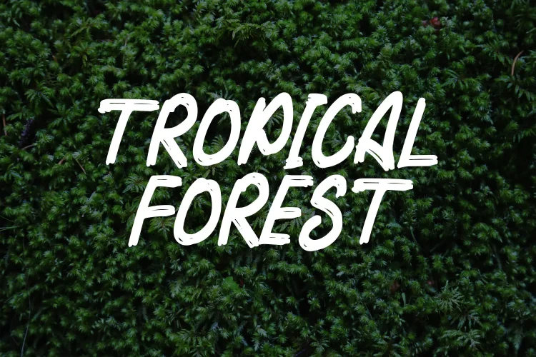 Brush Font