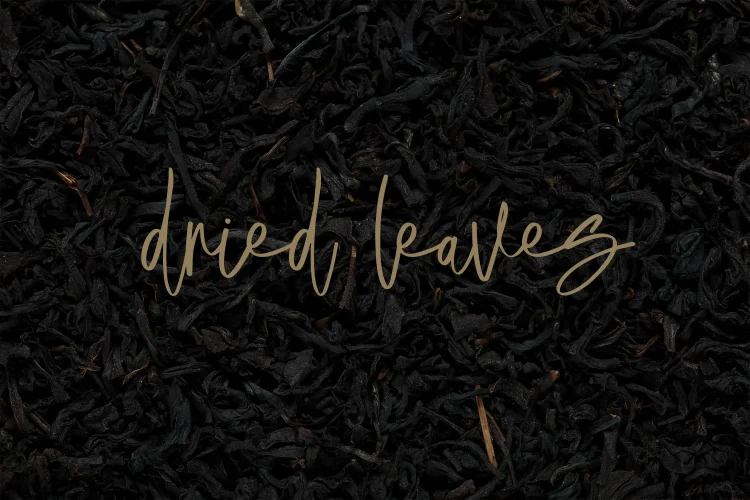 Elegant Script Font