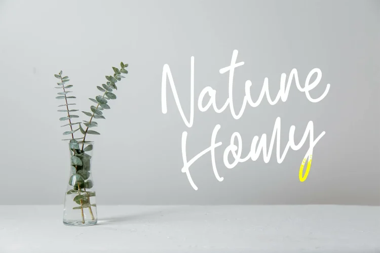 Elegant Script Font