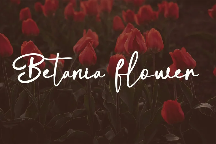 Feminine Script Font