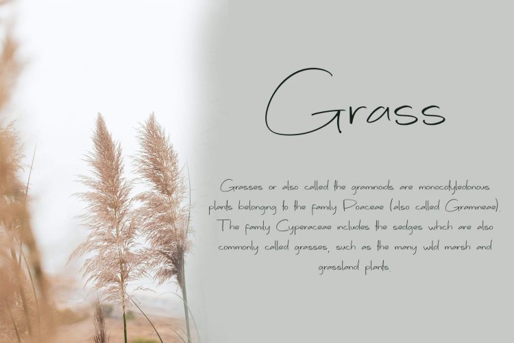 Handwriting Font