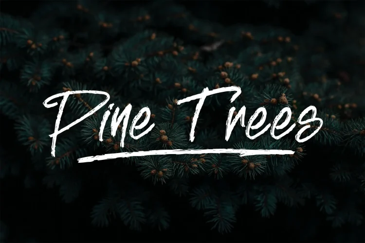 Rough Brush Font