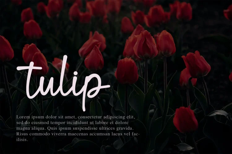 Script Font