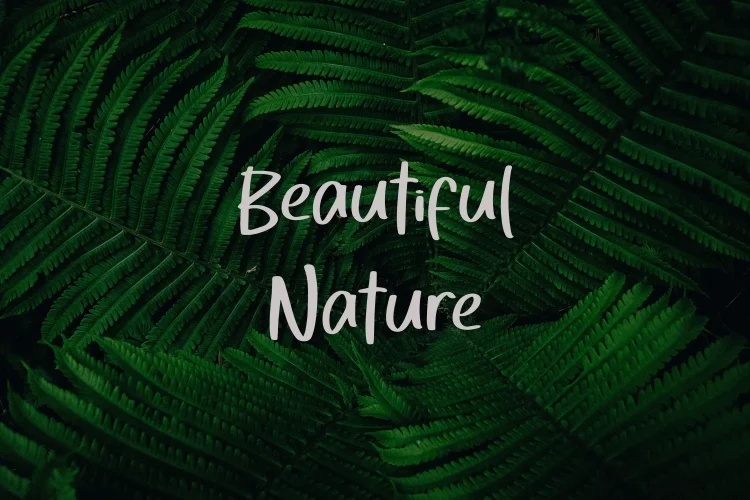 Handwriting Brush Font