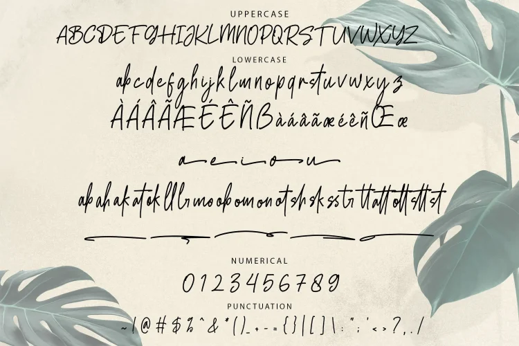 Monoline Script Font